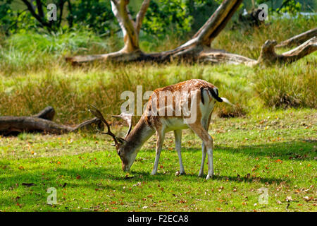 Le daim à Dunham Massey Hall Deer Park, parc de Dunham, Altrincham, Cheshire. Le Grand Manchester. Banque D'Images