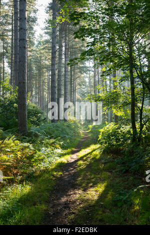 Tôt le matin, la lumière dans la forêt de Sherwood, Blidworth Dorset England UK Banque D'Images