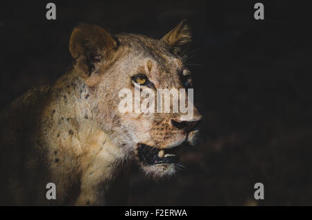 Une lionne, au crépuscule avec look intense, Selous, Tanzanie, Afrique, septembre 2015, Banque D'Images