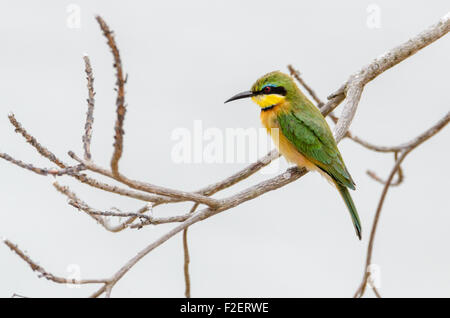 Peu de vert Bee-Eater, oiseau, sur arbre, Merops pusillus, Selous, Tanzanie, Afrique, Septembre 2015 Banque D'Images