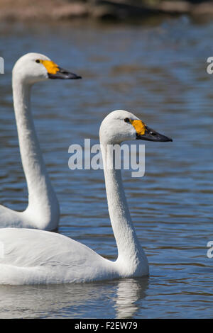 Ou de Bewick Cygne siffleur (Cygnus columbianus bewickii). Races, la Russie, la Sibérie, l'hivernage dans le nord de l'Europe et les Îles britanniques. Banque D'Images