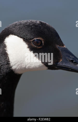 Bernache du Canada (Branta canadensis). Close-up of head montrant blanc distinctif 'chin' sangle. Banque D'Images