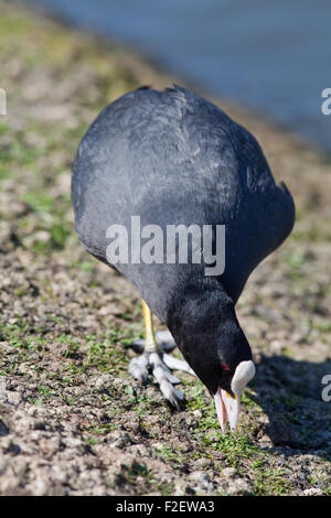 Foulque macroule (Fulica atra). Aux côtés d'alimentation d'eau d'un lac du parc public. Remarque temovate orteils et blanc bill et le bouclier ou 'pate' Banque D'Images