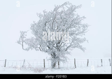 Arbres couverts de neige au milieu de l'hiver sur le haut de la colline de Stonewall (près de Knighton) à la frontière entre l'Herefordshire et Pays de Galles (Powys) Banque D'Images