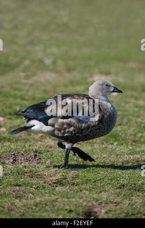 Oie-armée bleue d'Abyssinie (Cyanochen cyanopyerus). Il remarque la zone de plumage "bleue" sur l'aile droite, d'où le nom populaire. Banque D'Images