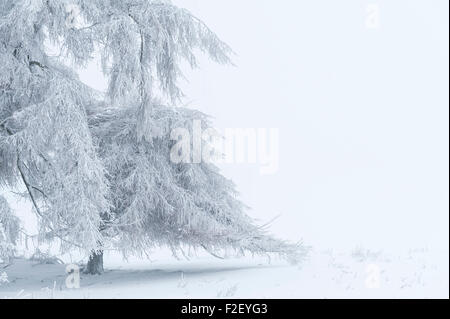 Arbres couverts de neige au milieu de l'hiver sur le haut de la colline de Stonewall (près de Knighton) à la frontière entre l'Herefordshire et Pays de Galles (Powys) Banque D'Images