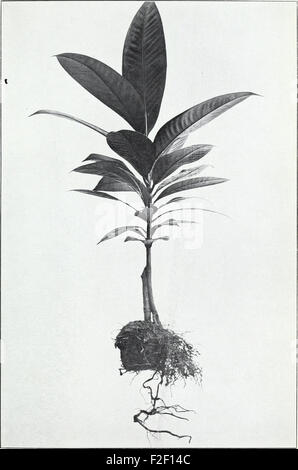 *Les méthodes de propagation des semis-Inarch et des plantes infirmières* (1911) expliquent les techniques horticoles de multiplication des plantes à l'aide de plantes cultivées à l'aide de semis-Inarch et de plantes nourricières. Ces méthodes sont essentielles pour la multiplication et la culture des plantes. Banque D'Images