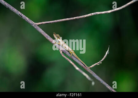 Nez-horned chameleon (Calumma nasutum) dans le Parc National de Ranomafana, Haute Matsiatra, Madagascar, Afrique du Sud-Est Banque D'Images