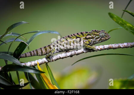 Chameleon / blanc bordé de tapis (Furcifer lateralis caméléon) dans le Parc National de Ranomafana, Haute Matsiatra, Madagascar Banque D'Images