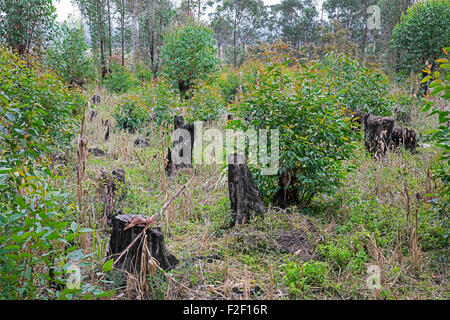 Les souches d'arbres carbonisés de Slash-and-Burn, méthode de défrichage des terres à partir de la végétation pour l'agriculture, à Madagascar Banque D'Images