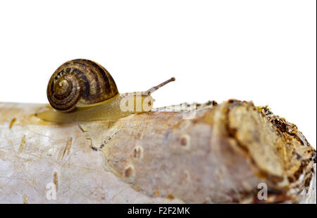 Escargot bébé, environ 4 semaines (Helix aspersa/Cornu aspersum) sur une branche Banque D'Images