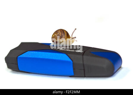 Escargot bébé, environ 4 semaines (Helix aspersa/Cornu aspersum) sur une clé USB Banque D'Images