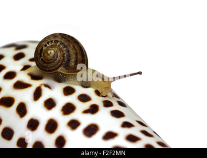 Escargot bébé, environ 4 semaines (Helix aspersa/Cornu aspersum) sur Spotty Conque Banque D'Images