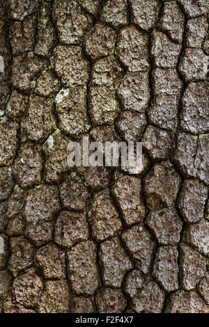L'écorce des arbres vieux bois texture background pattern Banque D'Images