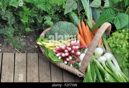 Légumes frais du jardin dans panier en osier Banque D'Images