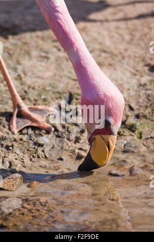 James's, ou, James (Phoenicoparrus jamesi). Alimentation à partir de l'eau peu profonde. Montrant la tête de la peau du visage rouge, et un pied. Banque D'Images