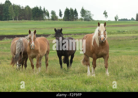 De rares heavy horse race en voie de disparition Europe Lituanie Banque D'Images
