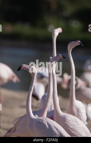 Plus de flamants roses (Phoenicopterus roseus). La signalisation 'tête'. L'article de colonie, Wildfowl and Wetlands Trust, Slimbridge. Banque D'Images