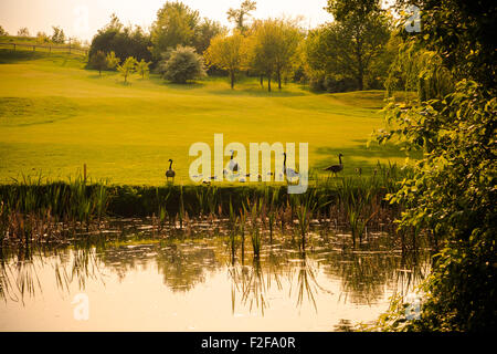 Famille de Bernaches du Canada par étang sur terrain de golf au coucher du soleil. Banque D'Images