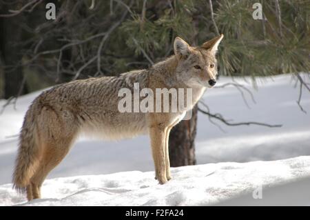 Un coyote chasse en hiver le long de la rive sud du Parc National du Grand Canyon en Arizona. Banque D'Images