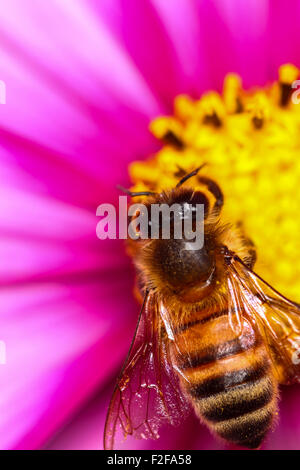 Abeille pollinisant un cosmos flower Banque D'Images