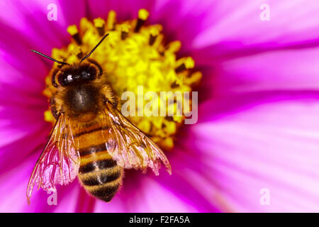 Abeille pollinisant un cosmos flower Banque D'Images