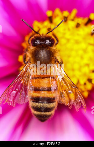 Abeille pollinisant un cosmos flower Banque D'Images