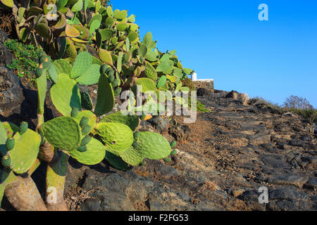 Vue sur pricly pears à Pantelleria, Italie Banque D'Images