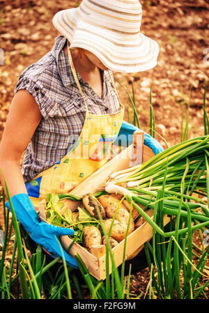 Agriculteur femme travaillant dans le jardin, tenant dans les mains un coffret en bois avec des pommes de terre, oignon vert venu profiter de bonne récolte Banque D'Images