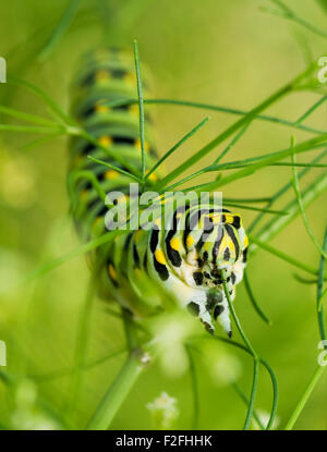 Libre d'un Caterpillar Swallowtail noir festoyer sur dill Banque D'Images