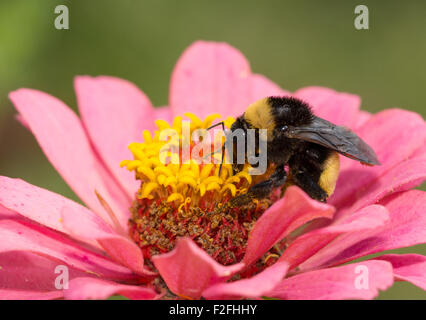 Bourdon sur un Zinnia rose Banque D'Images