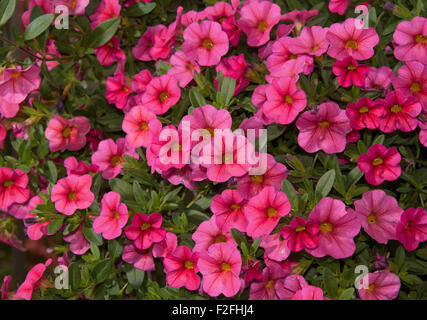 Calibrachoa, Mini pétunia, masses de fleurs en rose Banque D'Images