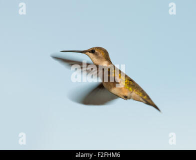 Colibri à gorge rubis femelle planant, contre le ciel bleu Banque D'Images