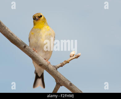 Chardonneret jaune mâle, dans la transition de l'hiver à coloration terne couleur d'été lumineux Banque D'Images