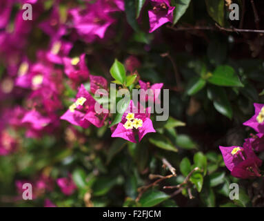 Close up of pink fleurs de bougainvilliers en fleurs Banque D'Images