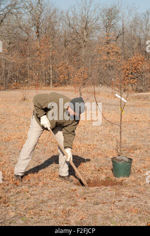 Homme d'âge moyen de creuser un trou pour planter un arbre au début du printemps Banque D'Images