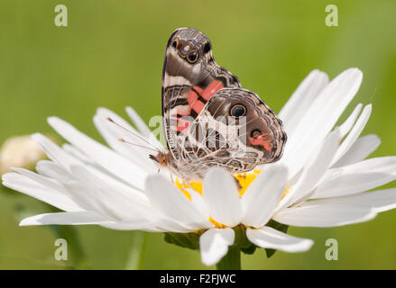 Vanessa virginiensis papillon belle dame américaine, qui se nourrit d'une marguerite blanche dans le jardin d'été Banque D'Images