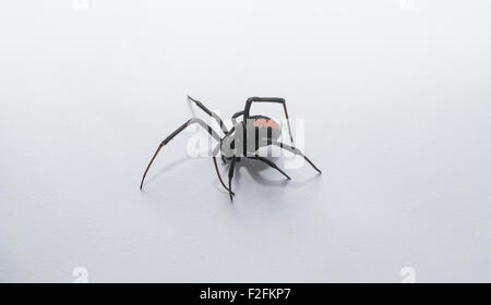 Araignée Redback, Australie Banque D'Images