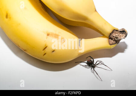 Araignée Redback à côté d'un régime de bananes, de l'Australie Banque D'Images