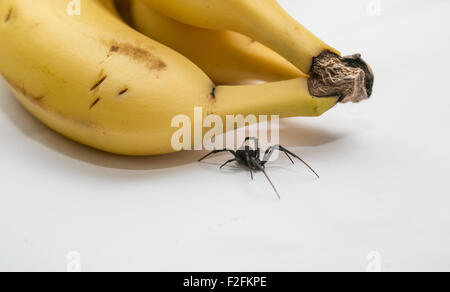 Araignée Redback à côté d'un régime de bananes, de l'Australie Banque D'Images