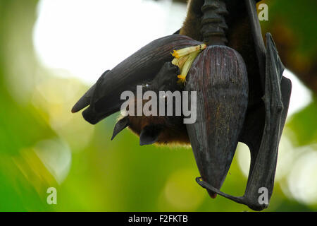 Miel de potable bat banana flower Banque D'Images