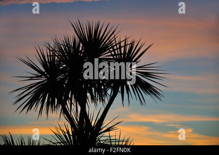 Arbre généalogique de chou au coucher du soleil, Westland, île du Sud, Nouvelle-Zélande Banque D'Images