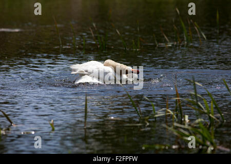 Magnifique Swan qui lavent dans un lac Banque D'Images
