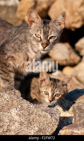 Mère chat avec chaton, Mykonos, Grèce Banque D'Images