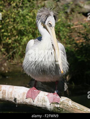 Pelican adossés rose (Pelecanus rufescens) posant sur une branche Banque D'Images