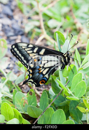 Anise swallowtail butterfly Papilio zelicaon) Ucluelet (Colombie-Britannique), Canada Banque D'Images