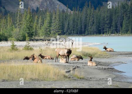 Un wapiti mâle avec de grands bois surveille le troupeau pendant qu'il est au bord de la rivière Athabasca, dans le parc national Jasper, en Alberta, au Canada Banque D'Images