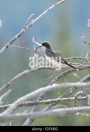 Un tyran tritri (Tyrannus tyrannus) assis sur une branche avec une libellule dans son bec à Jasper, Alberta, Canada Banque D'Images