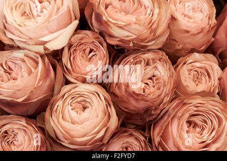 Plan Macro sur tan roses avec frontières rose Banque D'Images