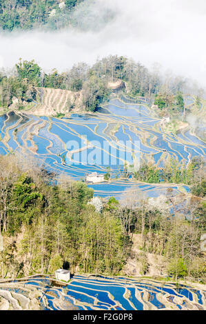 Terrasses de riz dans la brume matinale, Yuanyang, Yunnan, Chine Banque D'Images